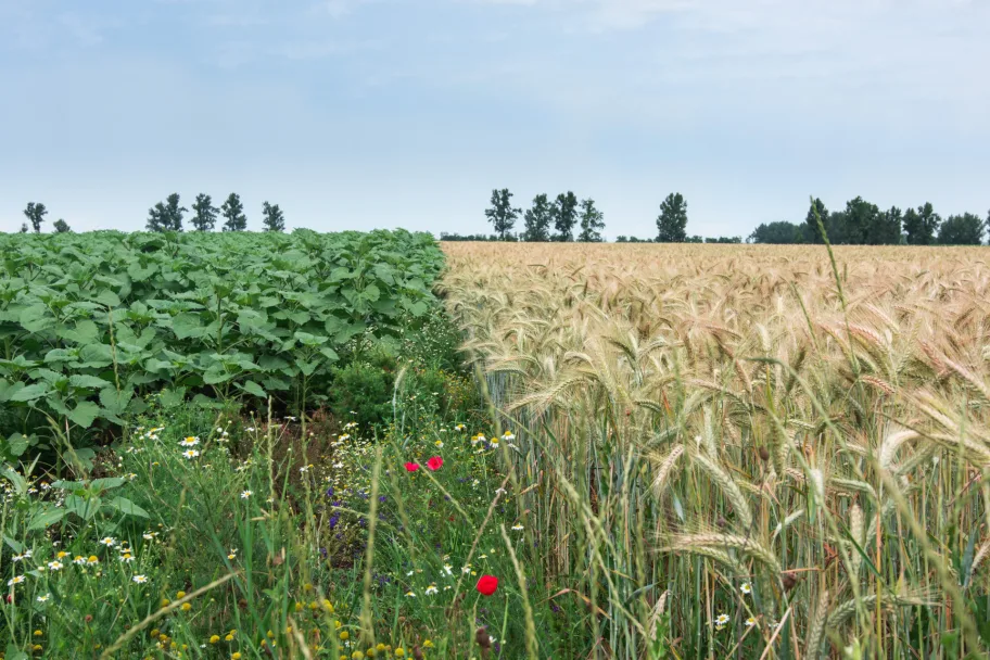 frontiers-in-sustainable-food-systems-new-section-sustainable-intensification-ecosystem-services