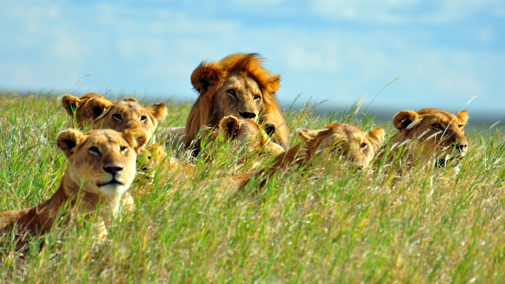 Lions: Habitat, Diet, & Conservation