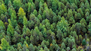 Boreal Forest Definition Boreal Forest Definition