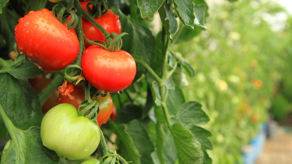Tomato plant aroma to protect crops