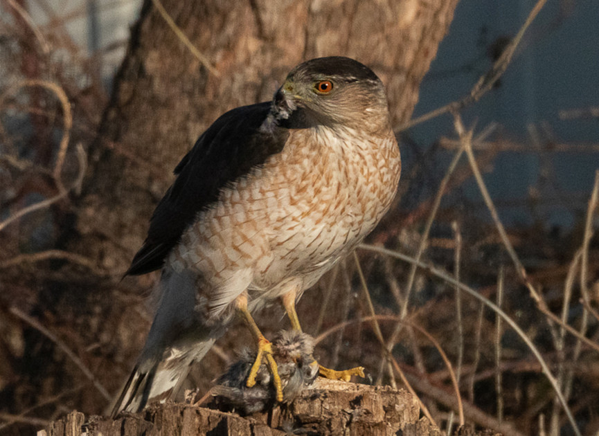 Street smarts: how a hawk learned to use traffic signals to hunt more successfully
