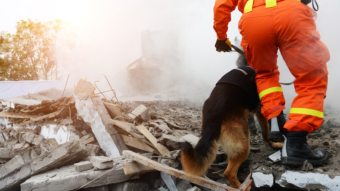 Dog Exploder Sniffer dogs tested in real-world scenarios reveal need for wider ...