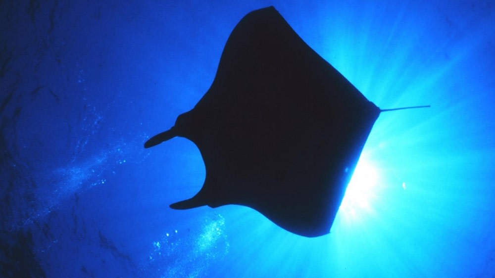 How the devil ray got its horns