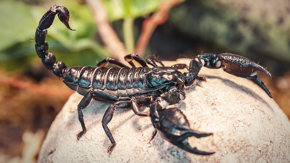 The Scorpion Files Newsblog: The World's smallest scorpion