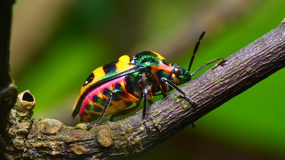 Microbe Insects Love, hate and indifference in insect-microbe relationships