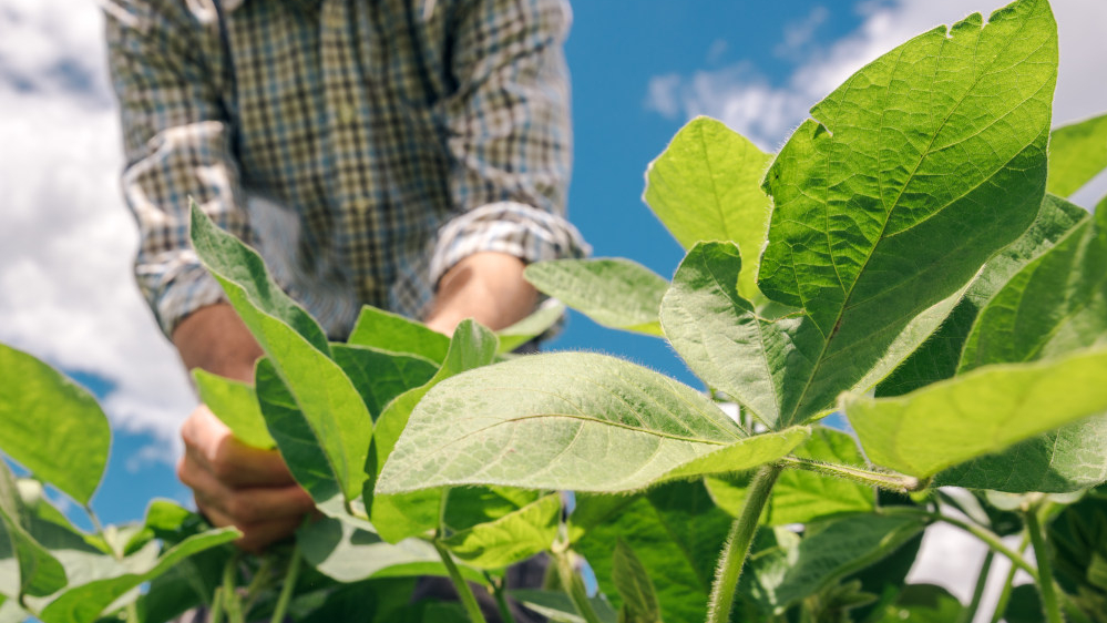 New method to increase crop growth can help feed growing population •