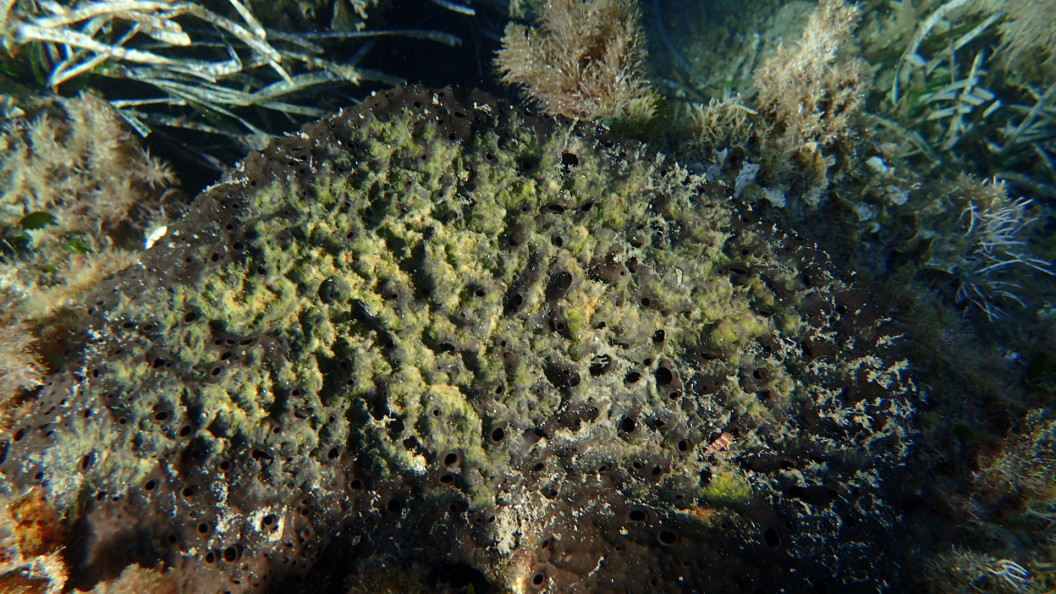 Sea sponges play a critical role in the ocean, and they are rapidly  vanishing •