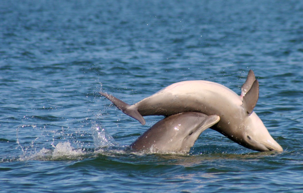 Dolphins adapt to survive invasive coastal constructions