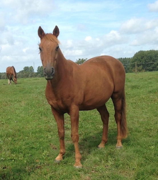 Study demonstrates the need to monitor the bit area of event horses