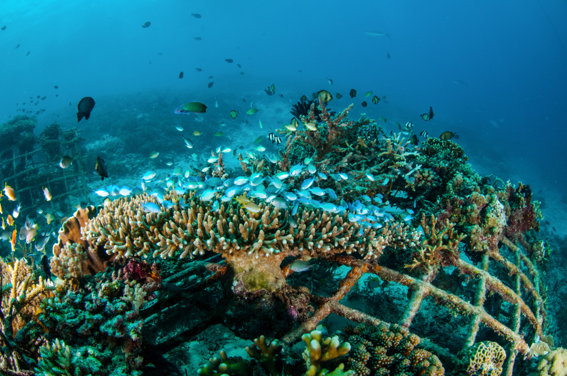 Clever New Invention Can Bring Bizarre-Looking Fish Up From the Deep Ocean