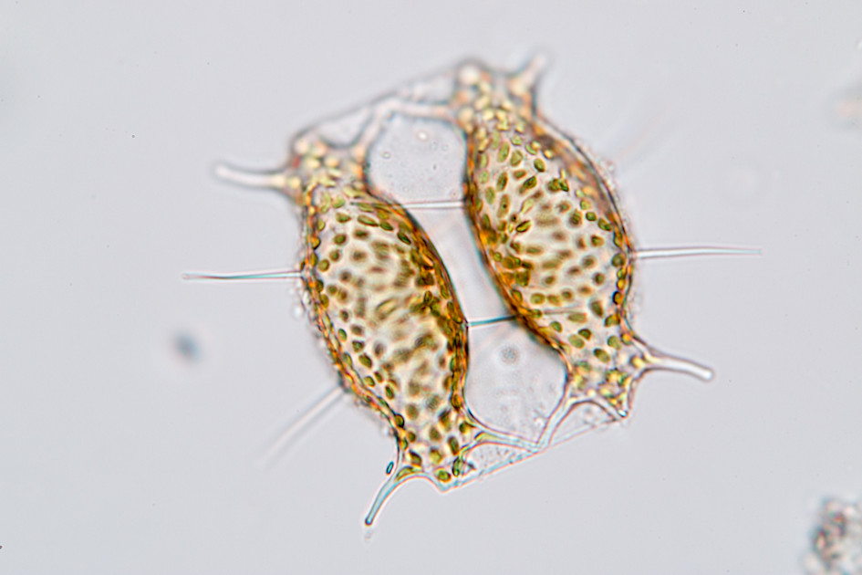 Microplastics hinder the growth of microscopic marine animals