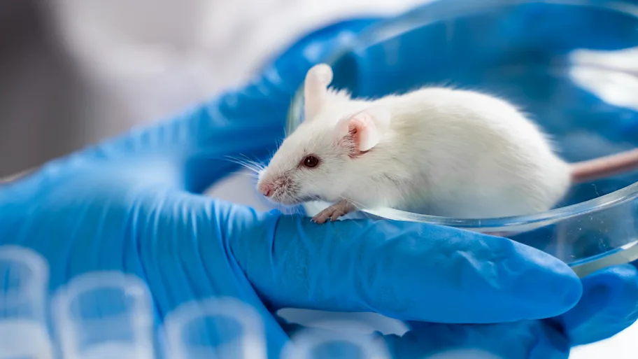 Study Links Non-Nutritive Sweeteners to Metabolic Issues in Mice