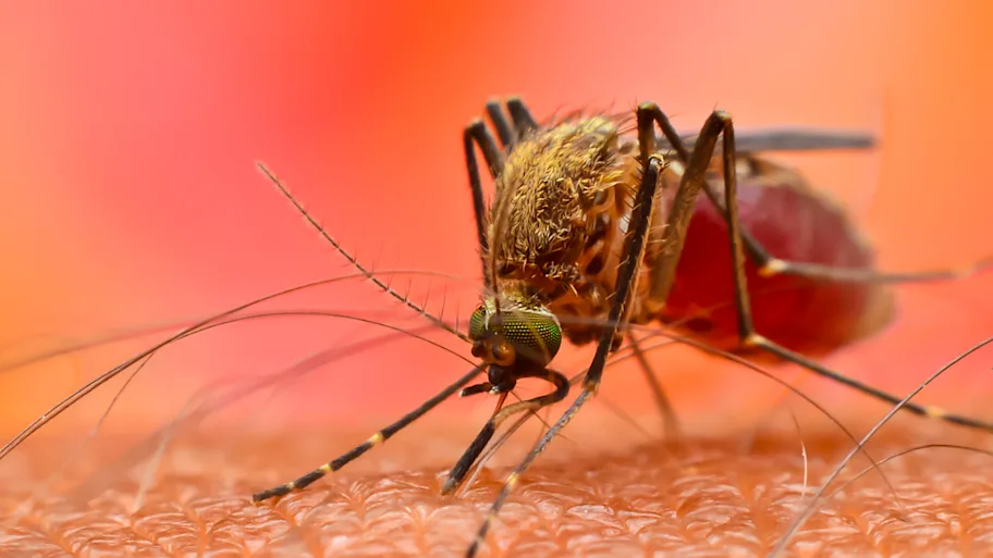 Mosquitoes’ thirst for human blood has increased as biodiversity loss worsens – Frontiers