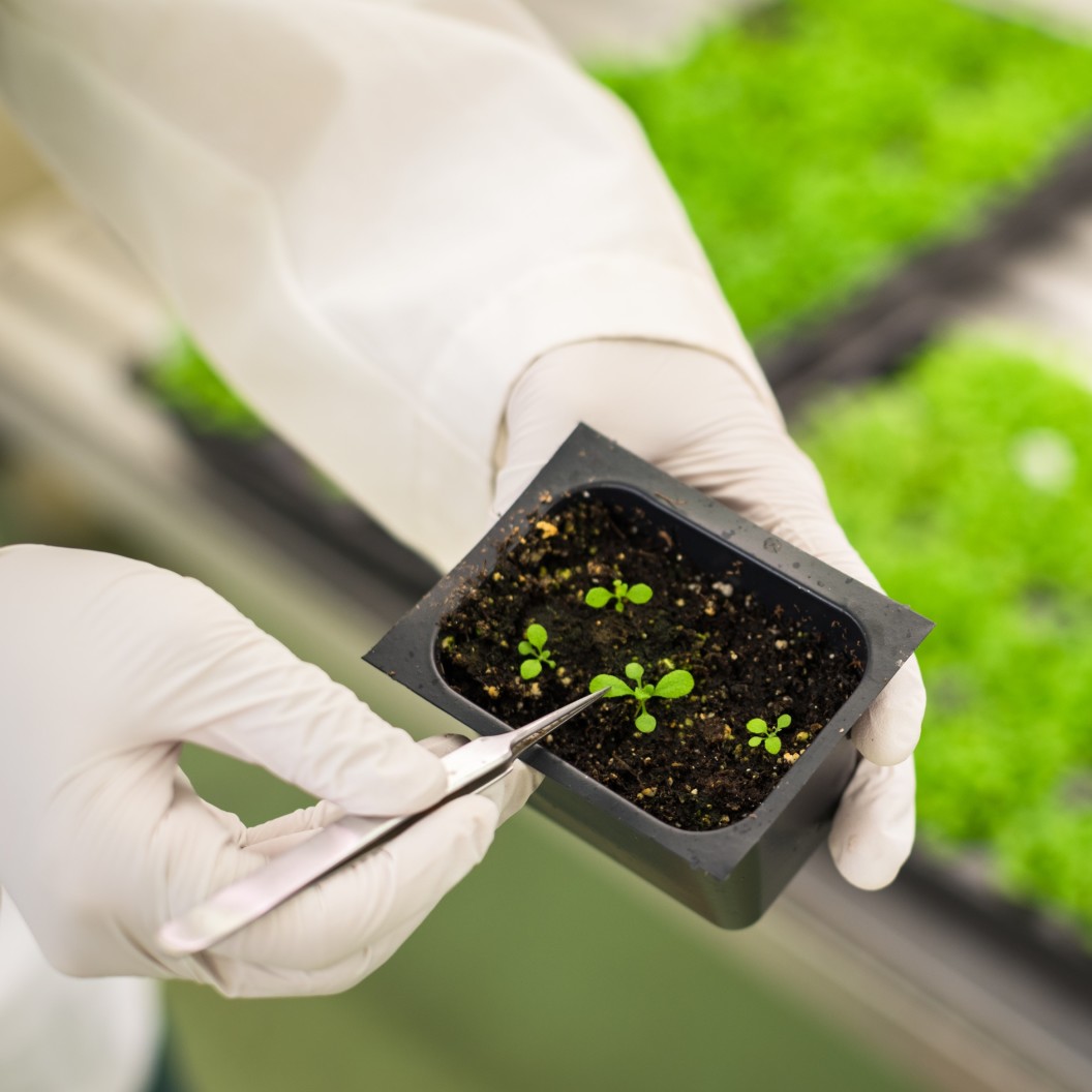 Researcher,Holding,Transgenic,Plants,In,The,Growth,Chamber