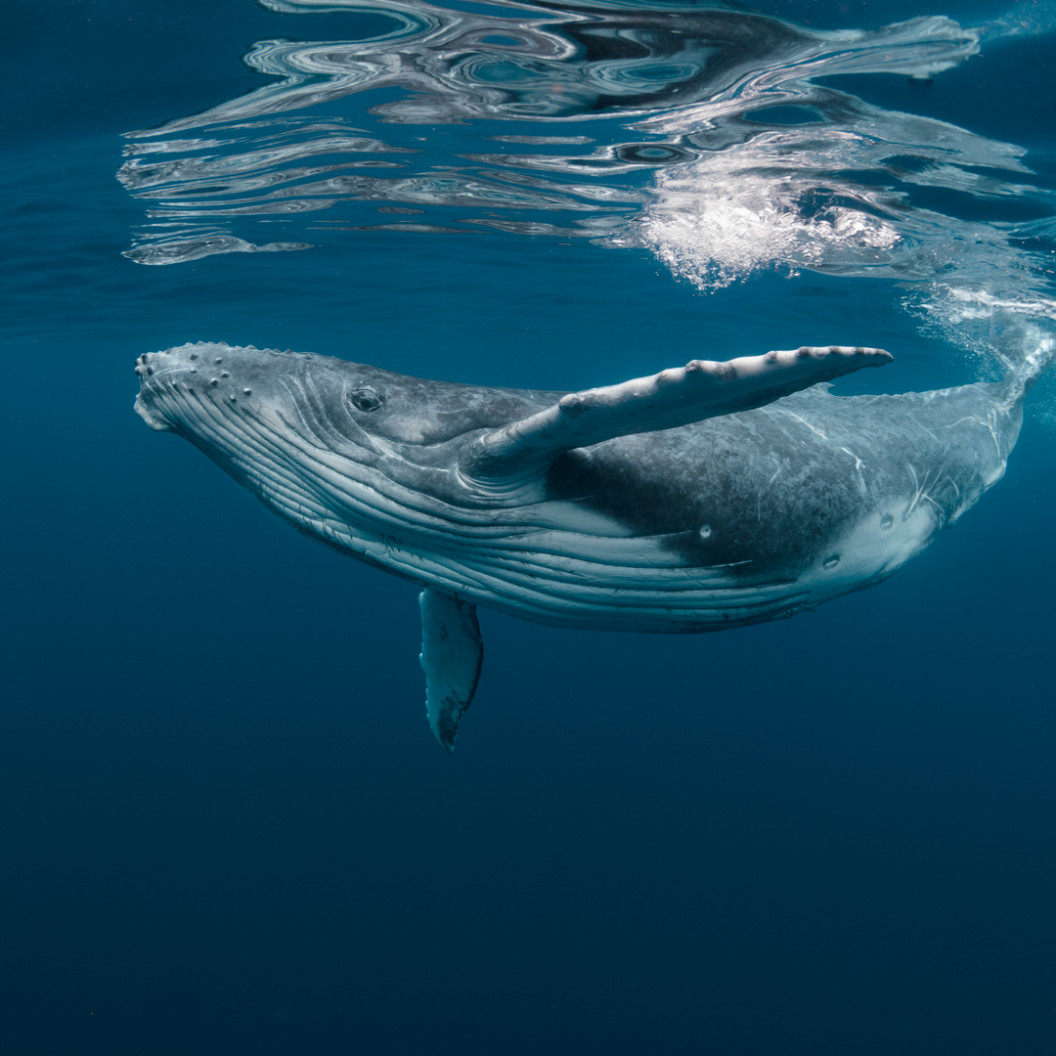 square-a-baby-humpback-whale-plays-near-the-surface-in-blue-water