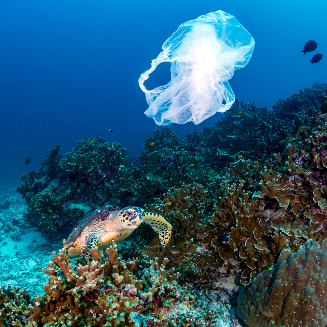 square-plastic-pollution-a-hawksbill-sea-turtle-feeding-on-a-coral-reef-next-to-a-discarded-plastic-bag