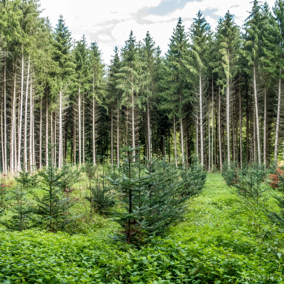 square-reforestation-through-replanting-in-mixed-forest-1