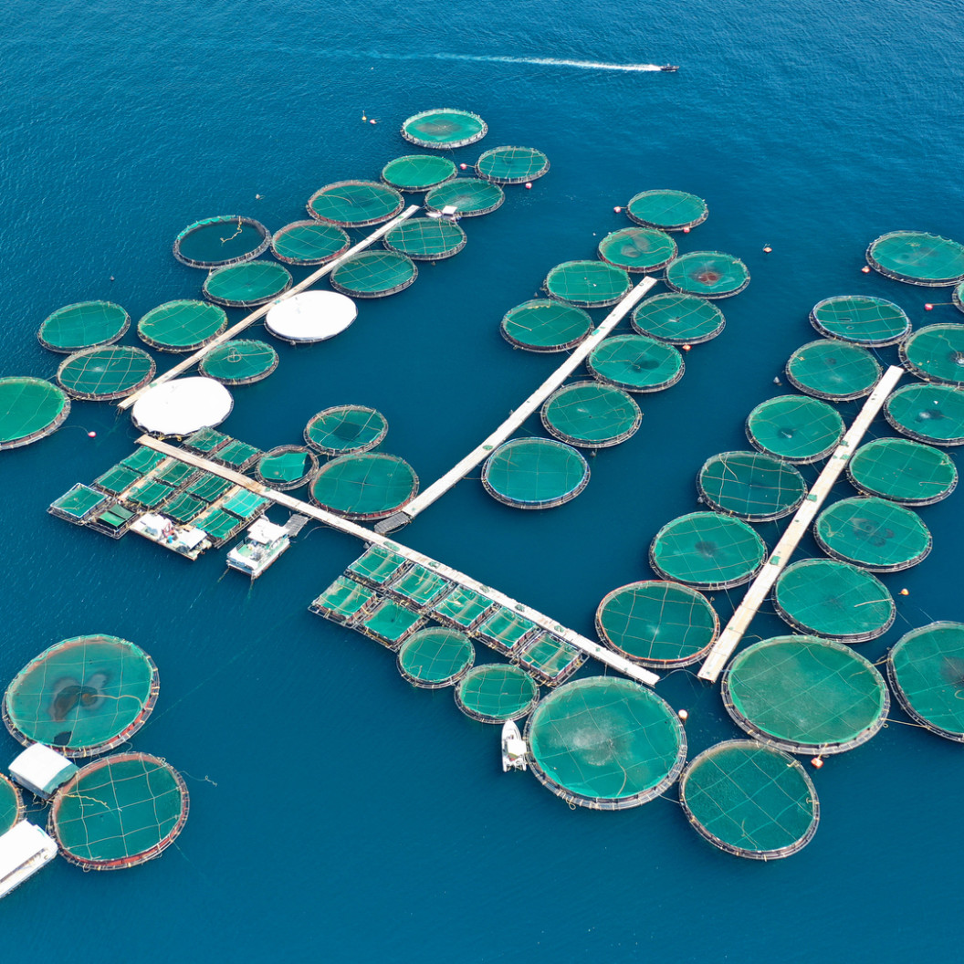 square-aerial-drone-photo-of-large-fish-farming-unit-of-sea-bass-and-sea-bream-in-growing-cages-in-calm-waters