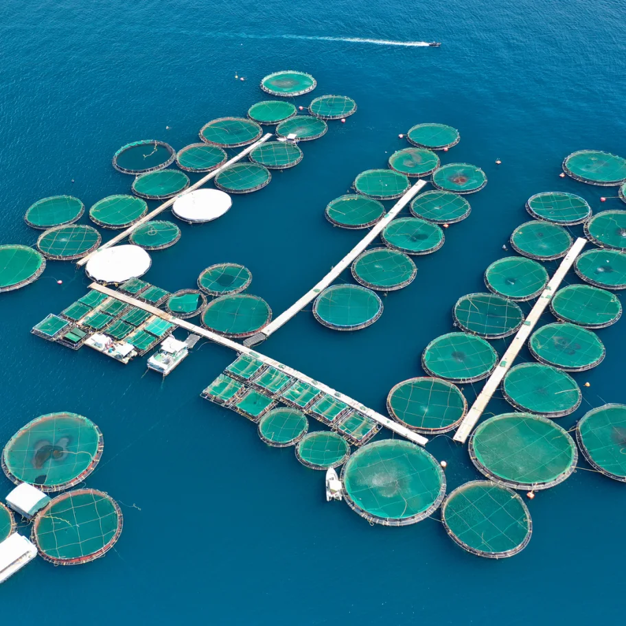 square-aerial-drone-photo-of-large-fish-farming-unit-of-sea-bass-and-sea-bream-in-growing-cages-in-calm-waters