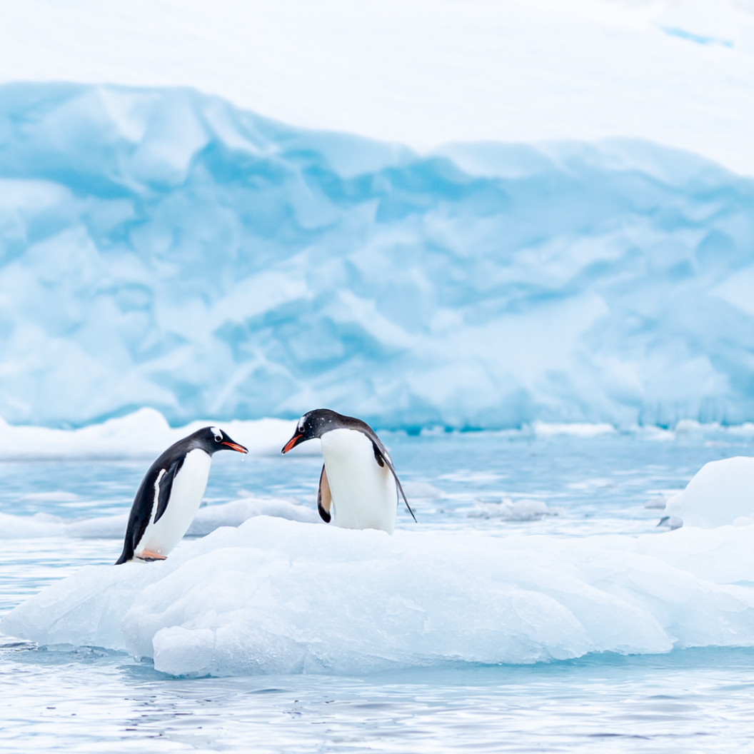 square-a-gentoo-penguin-couple-has-a-tender-moment-on-a-small-berg