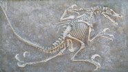 Dinosaur Fossils Pictures Dinosaur Fossils Pictures