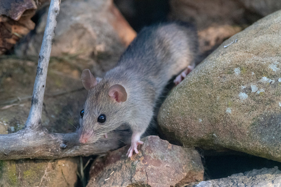 Rats can learn to navigate by watching their friends, helping us learn ...