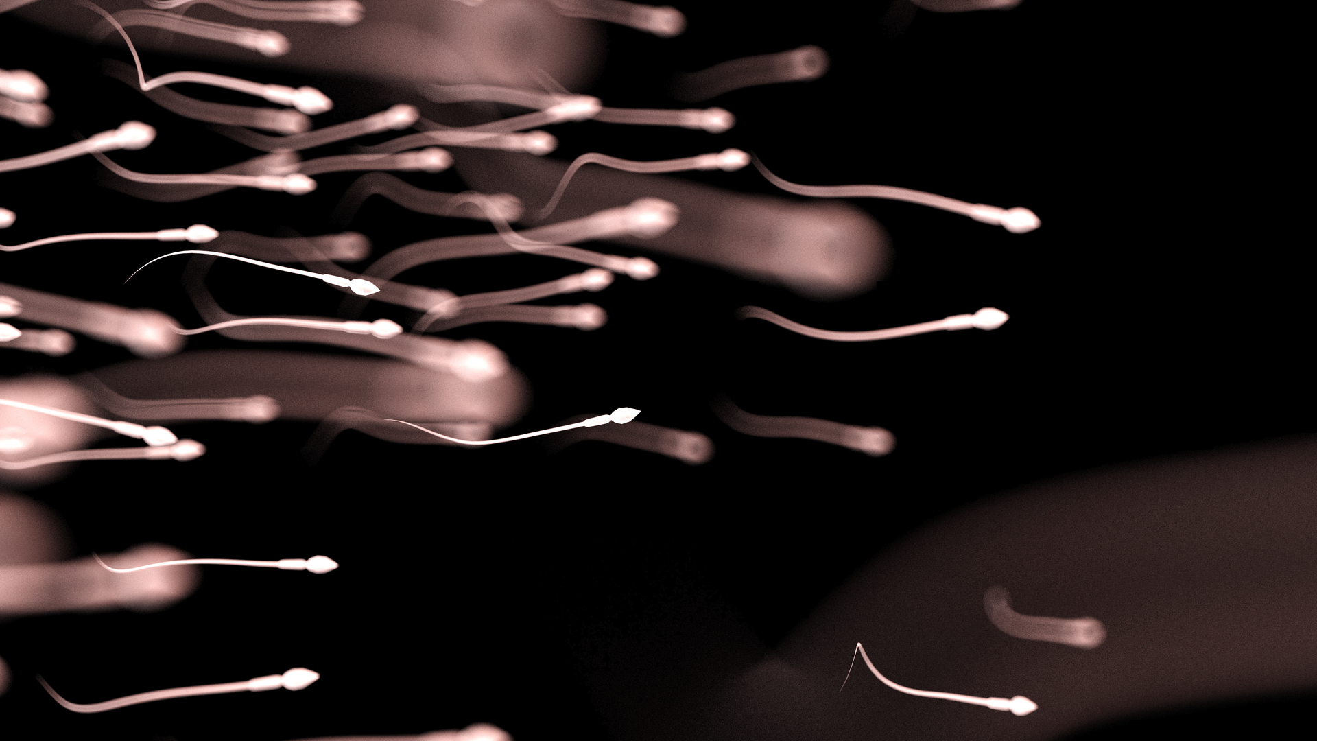 Teams Of Sperm Swim More Smoothly Against The Current