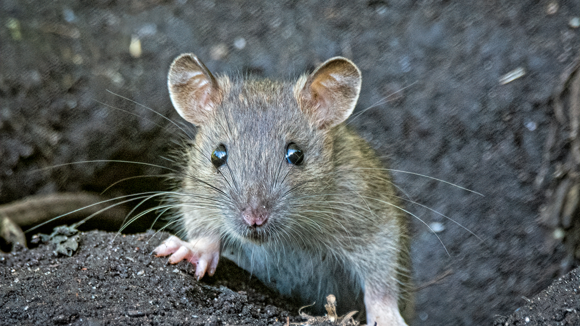 Put A “Paws” On Hunting: Keep Cats Safe From Rodent-Carried Disease