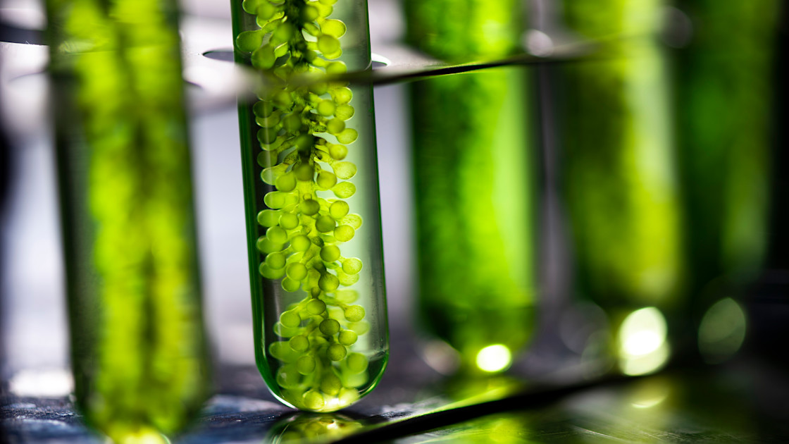 Microalgae and Duckweed: The New Superfoods