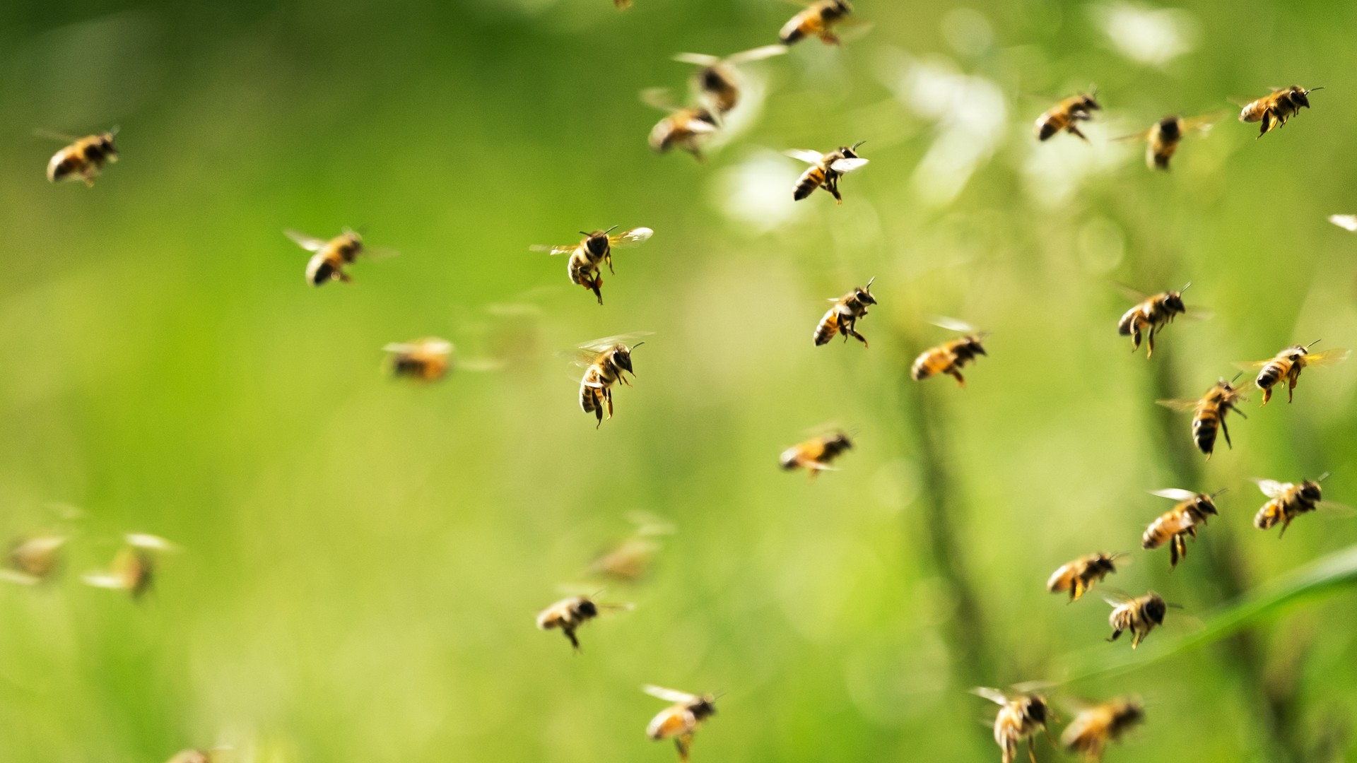 Bees follow linear landmarks to find their way home, just like the first  pilots