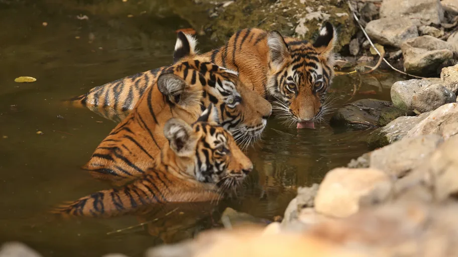 Restoring Asias Roar Our Plan To See Tigers Flourish Again In Historic Locations