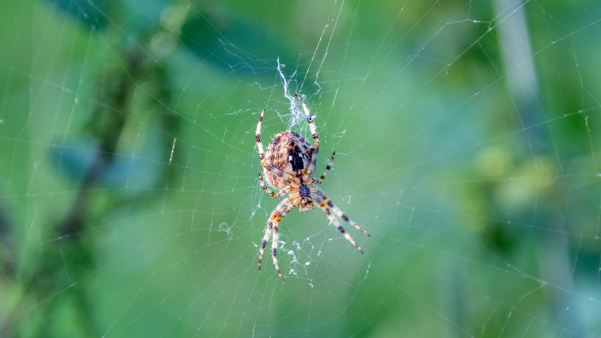 Sticky Science: the Evolution of Spider Webs