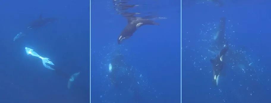 Sequência de vídeo mostrando orcas usando a técnica de segurar e bater no peixe-lua no Golfo da Califórnia