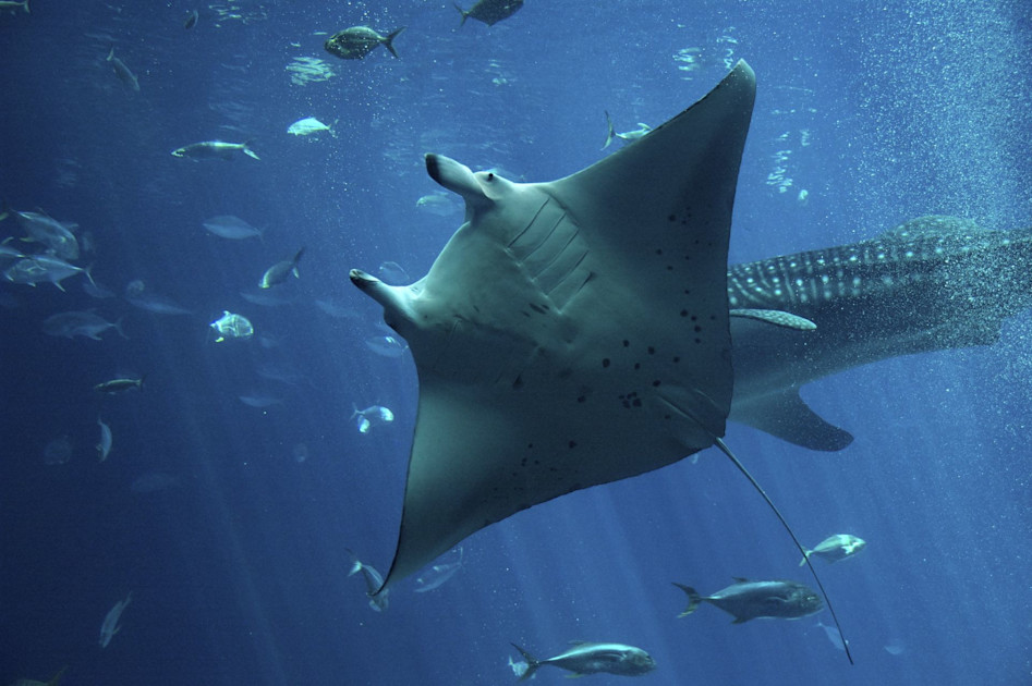 Colossal Ray Fish World’s largest rays may be diving to extreme depths to build mental ...