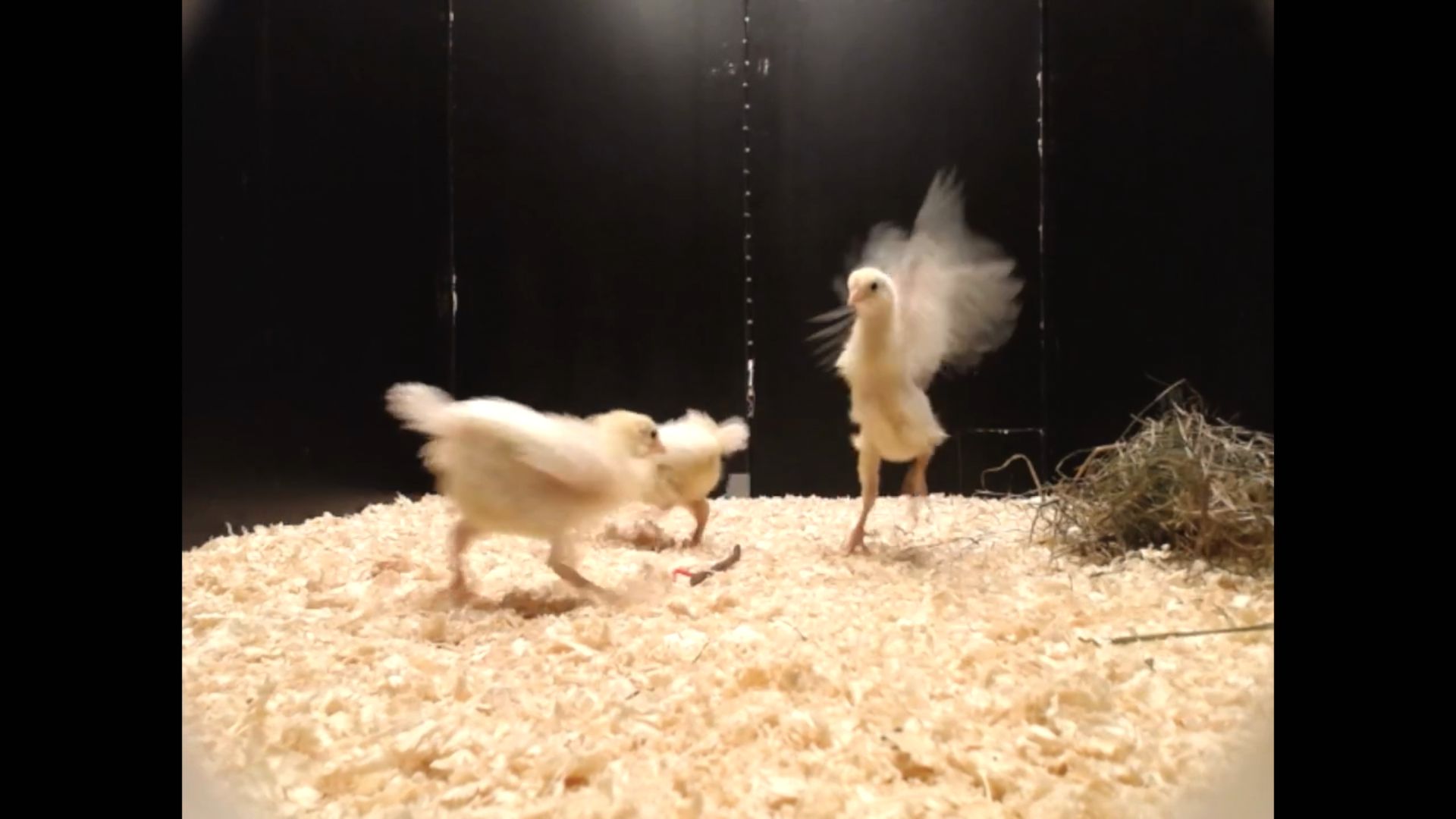 Why do male chicks play more than females? Study finds answers in distant  ancestor