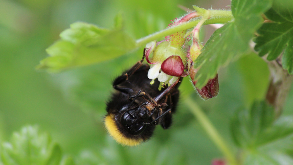 Bumblebees have an incredible sense of smell to find their way home •