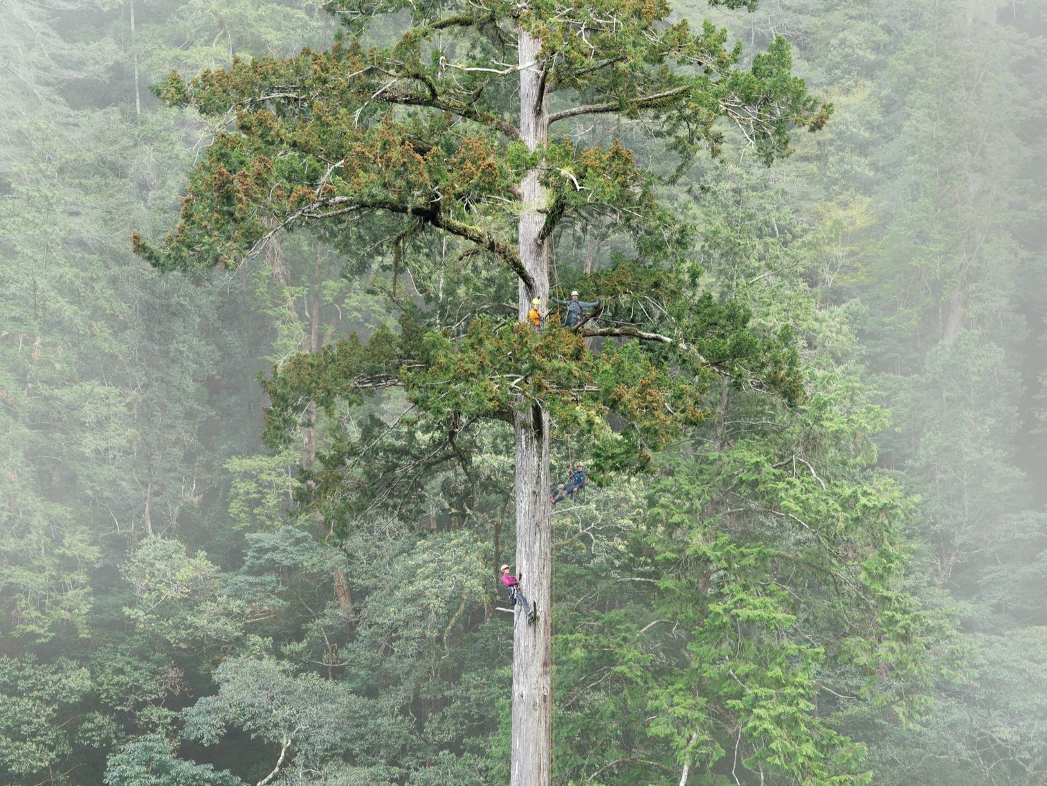 A Decade of Tracking the Tree That Hits the Moon