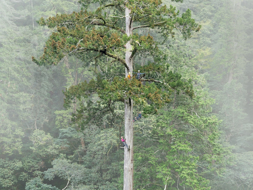 cluster (priority): frontiersin.org A Decade of Tracking the Tree That Hits the Moon