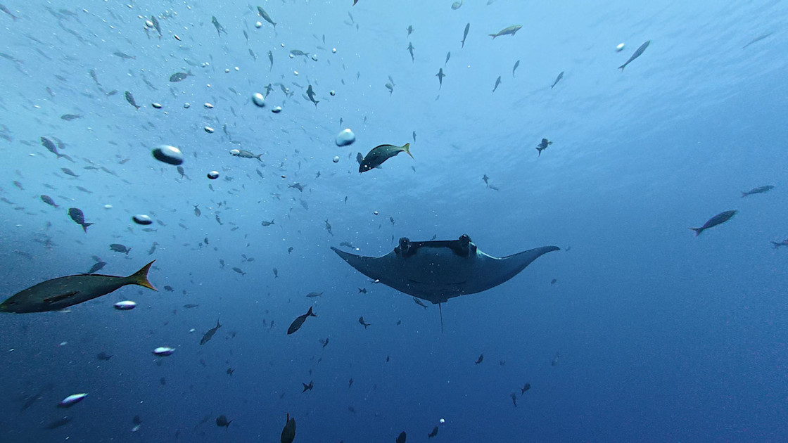 Photo: frontiersin.org Study Tracks Baby Giant Manta Rays in Central America