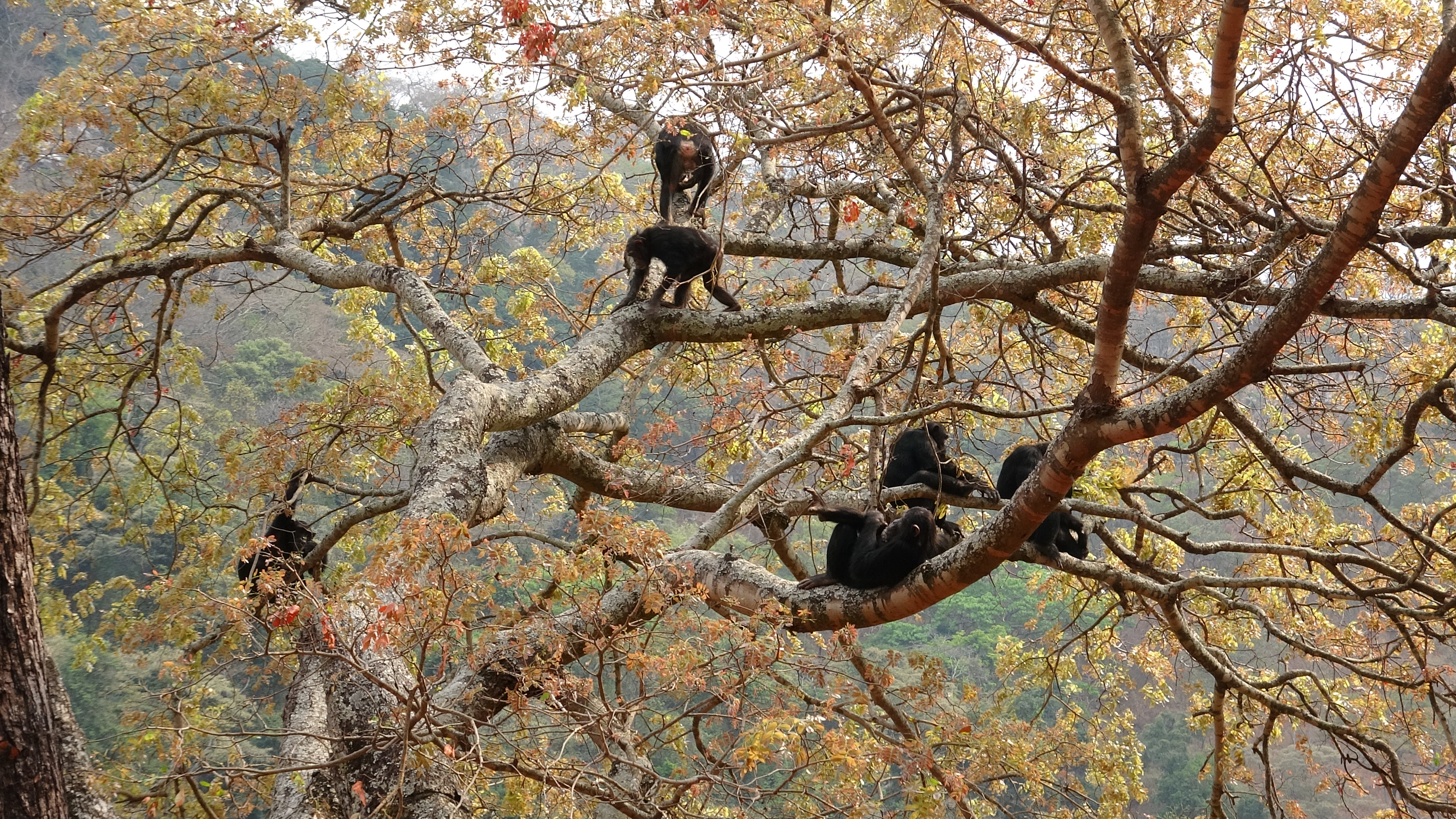 How Do Chimpanzees Adapt To Their Environment