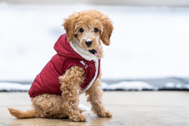 Poodle-puppy-wearing-a-jacket-in-winter