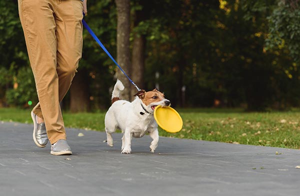 dog-on-a-leash