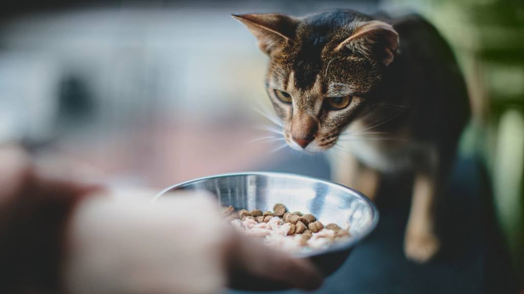 article-what-should-i-feed-my-cat-hero