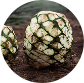 An agave plant in a field
