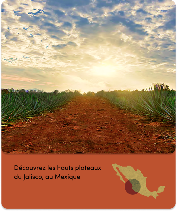 arafed view of a field of agave with a sunset in the background