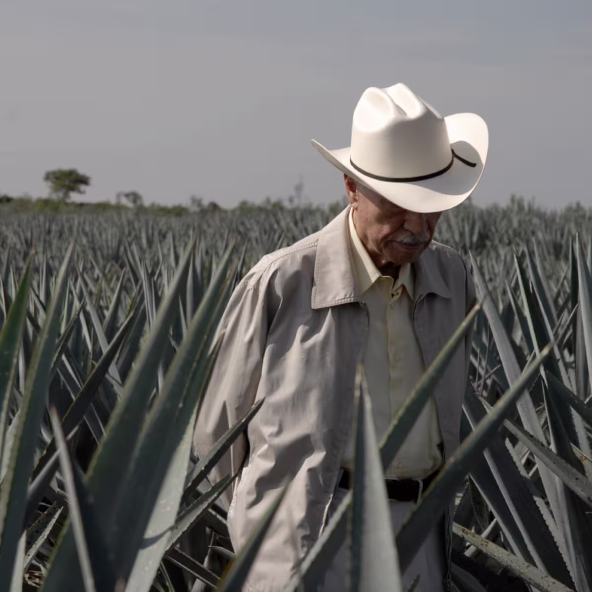 Don Julio González