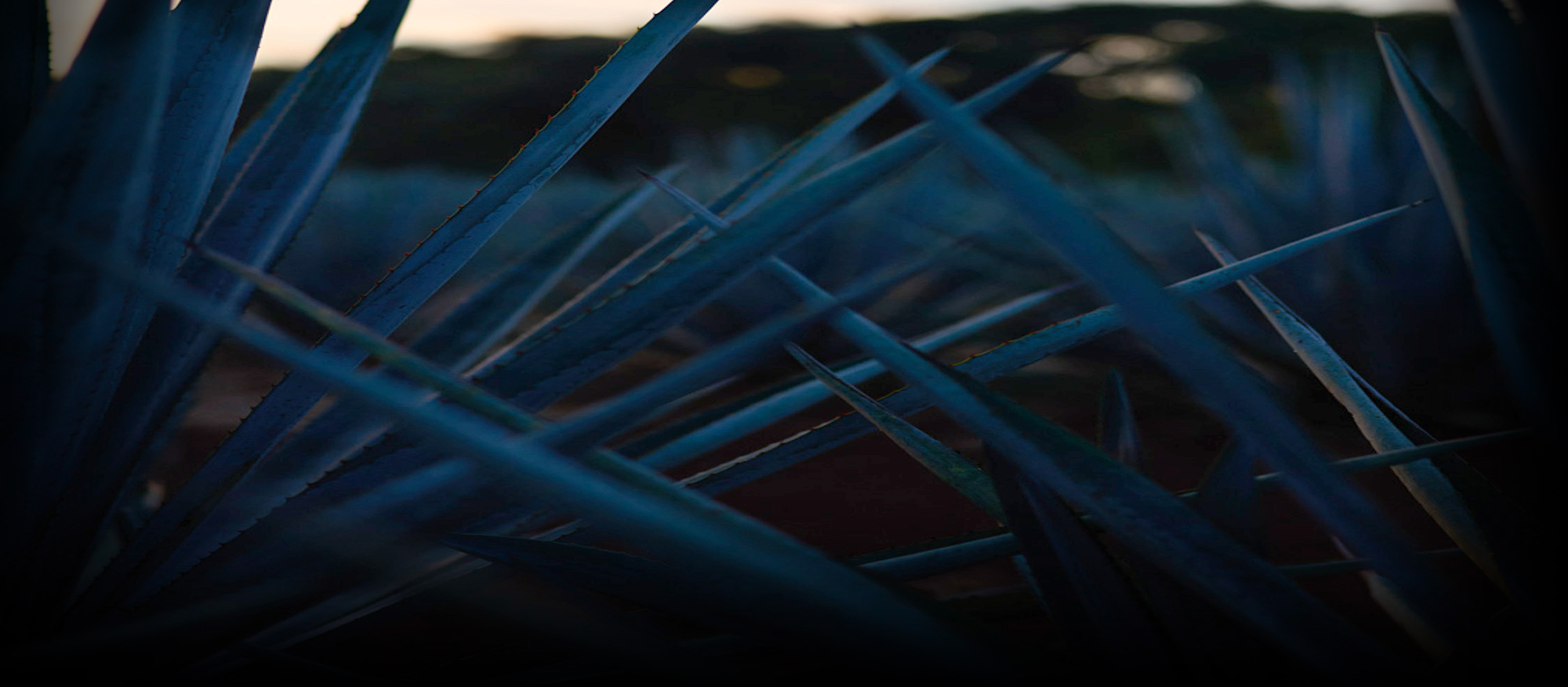 Worker preparing blue agave plant for distillation