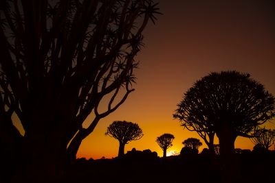 Köcherbäume im Sonnenuntergang.