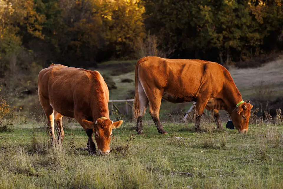 NofenceSpain2025-Miriam-SoMe-2860