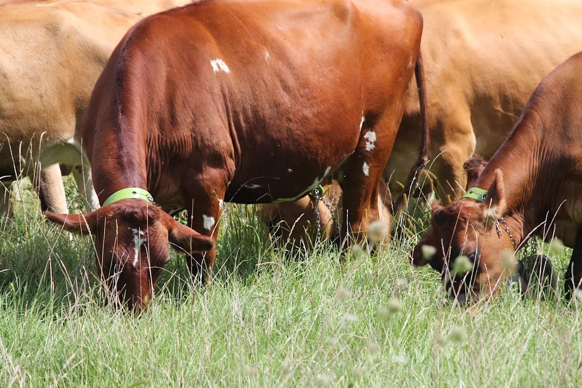 Dairy cattle